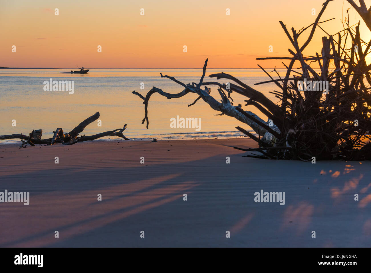 Un lever de soleil à Boneyard Beach sur l'île Big Talbot dans le nord-est de la Floride. (USA) Banque D'Images