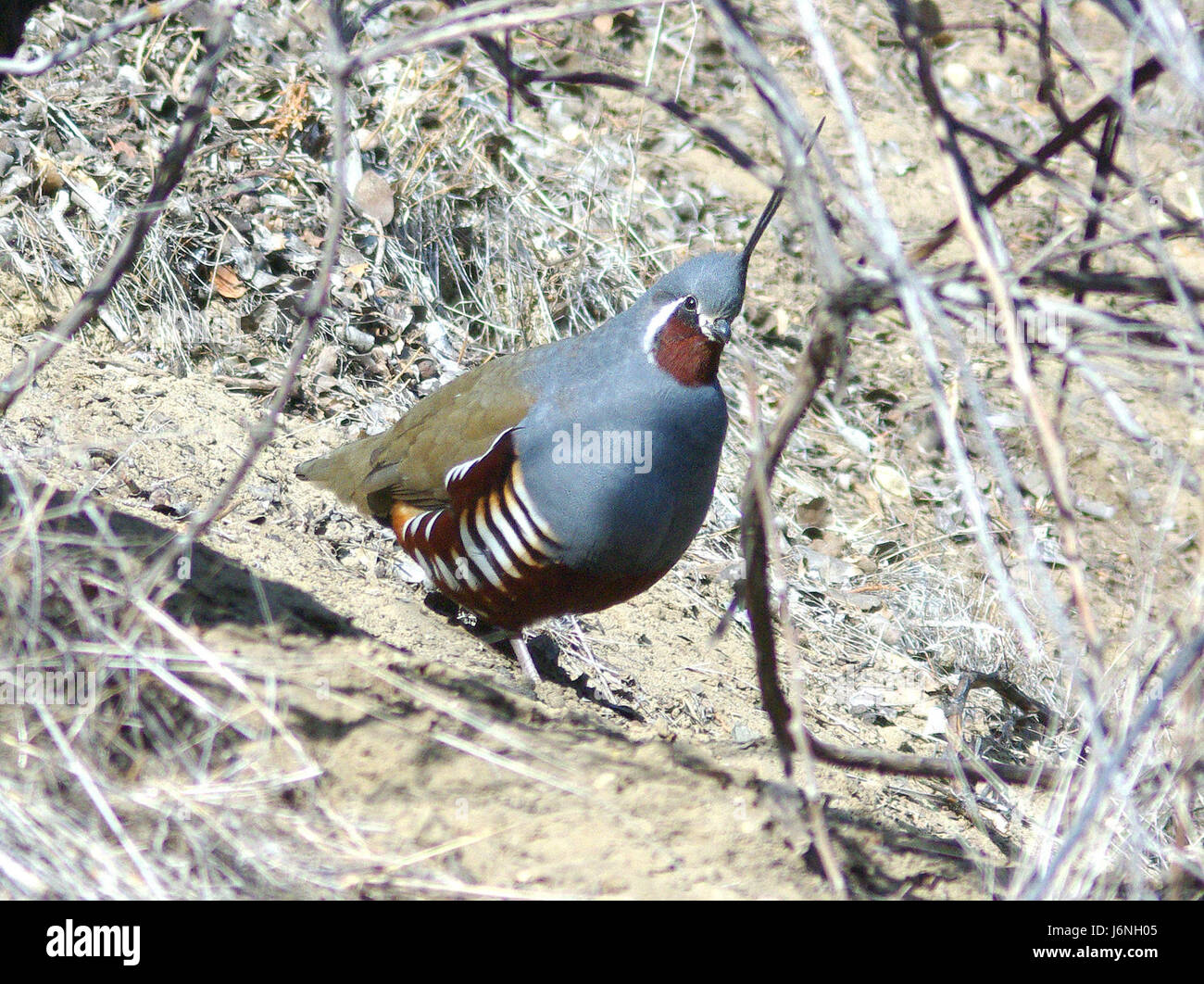 067 - Colin des montagnes (11-23-07) carrizo plain mon nat, sloco, ca (1) (8719265956) Banque D'Images