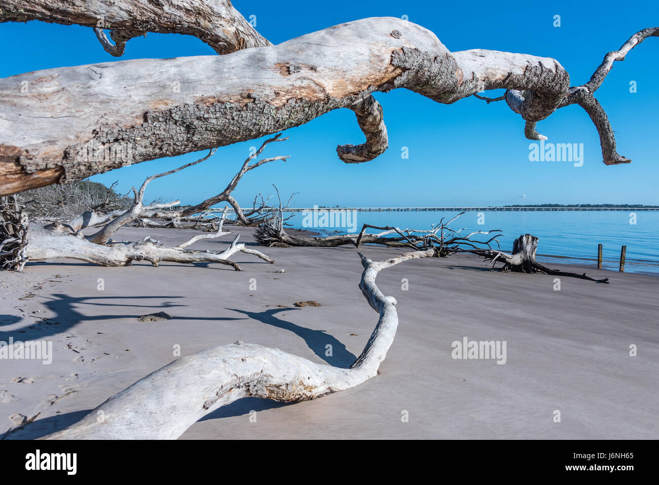 Les arbres de bois flotté sur la plage à Boneyard Florida's Big Talbot Island State Park. (USA) Banque D'Images