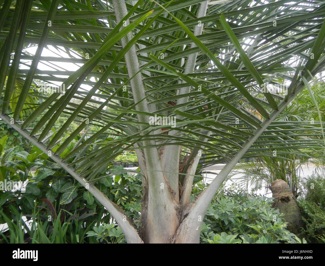 07540 Ravenea rivularis arbre majestueux aux Philippines 11 palm Banque D'Images