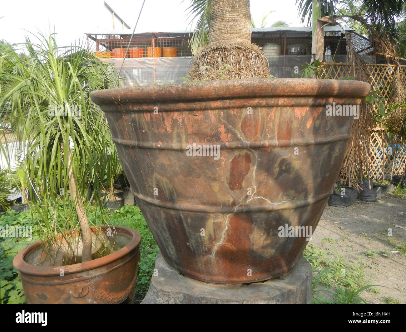 Une photographie de Coccothrinax crinita, communément connu sous le nom de palmier Old Man, trouvé aux Philippines. Banque D'Images