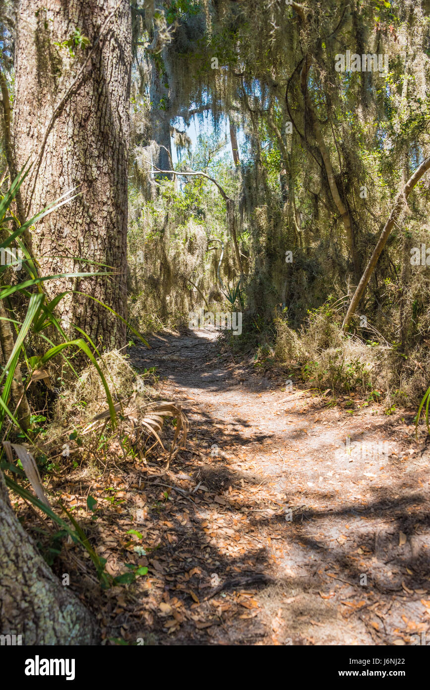 Chênes, palmiers, et mousse espagnole le long d'un sentier de promenade et de Fort Clinch State Park sur Amelia Island à Fernandina Beach, en Floride. (USA) Banque D'Images
