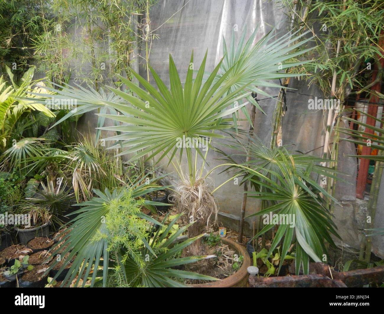 Le palmier du vieil homme, Coccothrinax crinita, est une espèce de palmier trouvée aux Philippines, connue pour son aspect distinctif et son importance écologique dans les environnements locaux. Banque D'Images