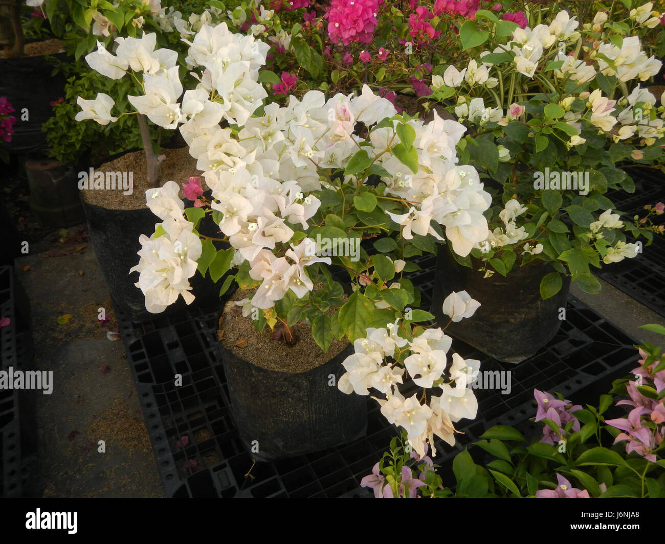 Cette image capture les divers cultivars de Bougainvillea dans la ville-jardin de Santa Cruz, Guiguinto, Bulacan. Connue pour ses couleurs vives et sa dureté, Bougainvillea est une plante ornementale populaire dans la région, contribuant à la beauté et à la réputation horticole de la région. Banque D'Images