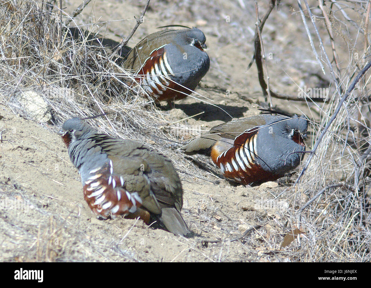 Cette image capture la caille de montagne dans le monument national de Carrizo Plain, situé dans le comté de San Luis Obispo, en Californie. La caille, connue pour sa crête distinctive, est couramment trouvée dans les prairies et les arbustes de la région. Banque D'Images
