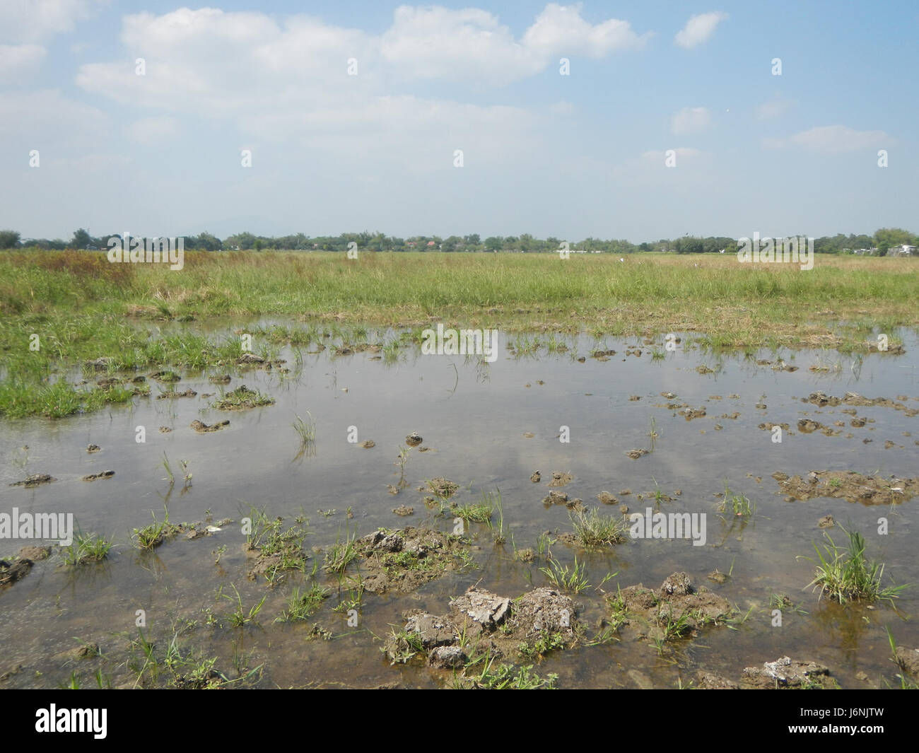Un troupeau d'Ardea alba, communément appelé la grande aigrette, observé dans les rizières de San José et San Simon à Pampanga, aux Philippines. Banque D'Images