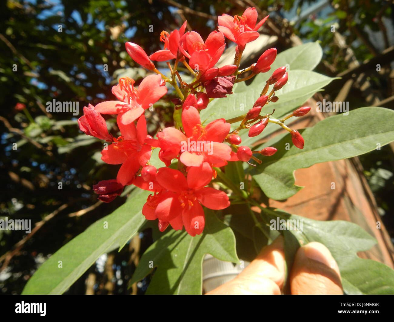 *Jatropha integerrima*, communément appelé le « jatropha épicé », est une plante à fleurs originaire des Philippines. Il est apprécié pour sa beauté ornementale et utilisé dans l'aménagement paysager et la conception de jardins. Banque D'Images