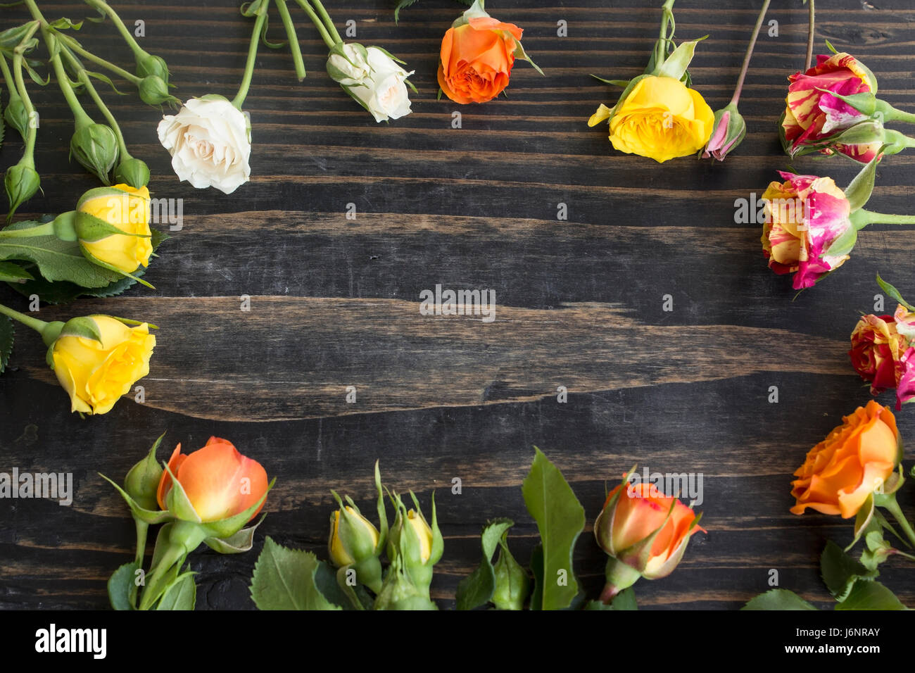 Roses multicolores avec l'exemplaire de l'espace sur un fond de bois rustique. Banque D'Images