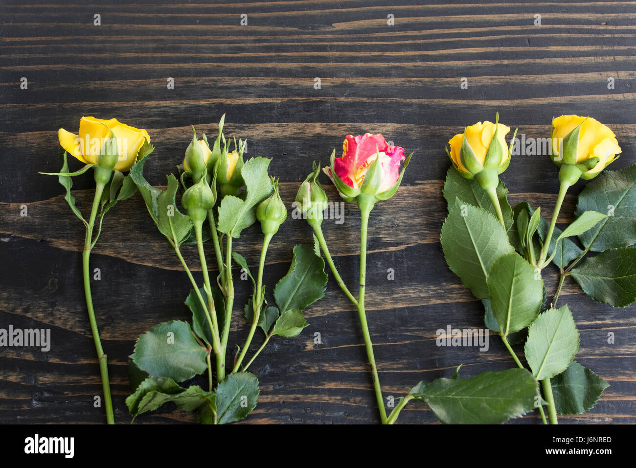 Concept d'individualité, Roses. Banque D'Images