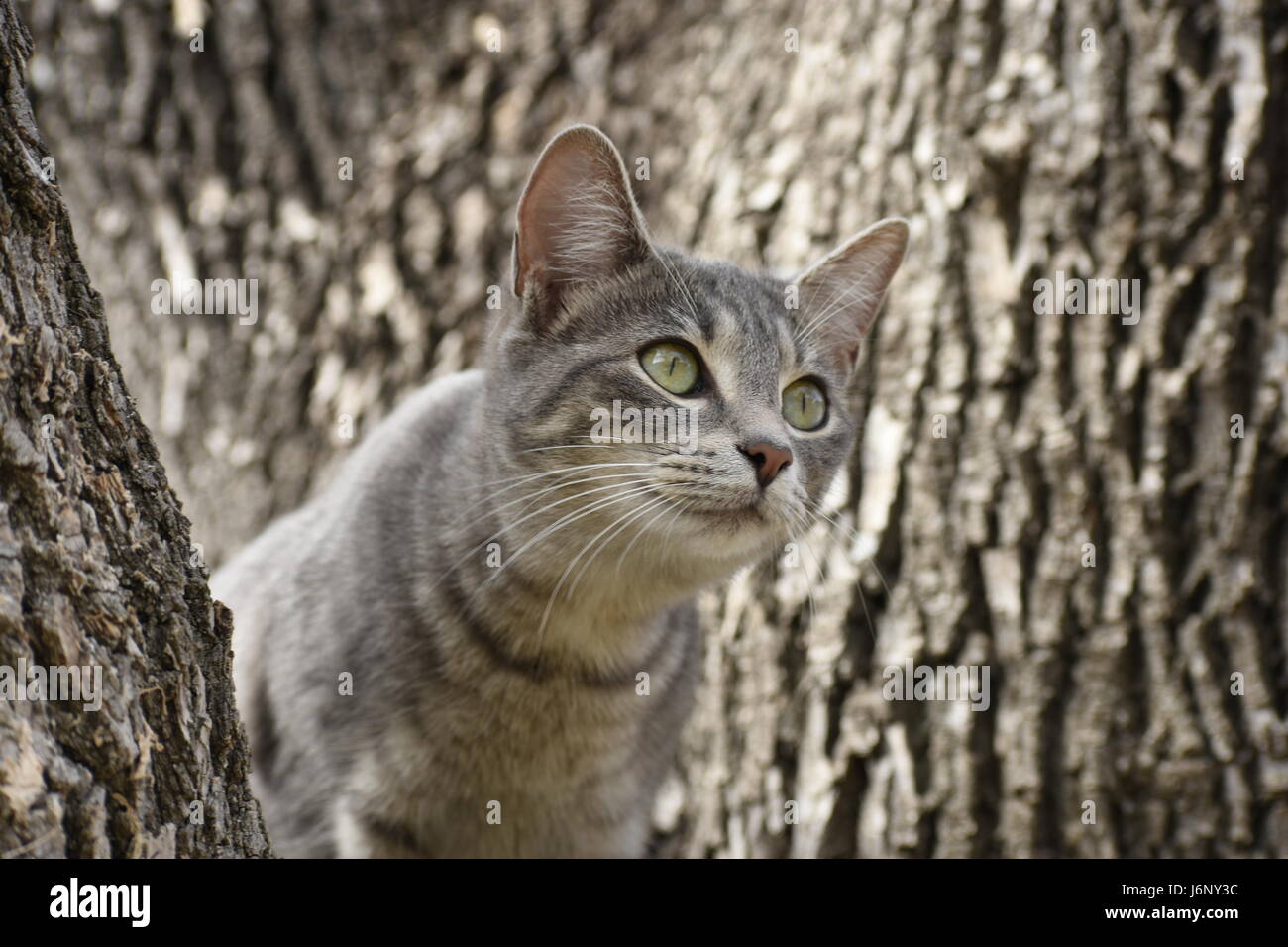 Kitty espionnage quelque chose d'arbre. Banque D'Images