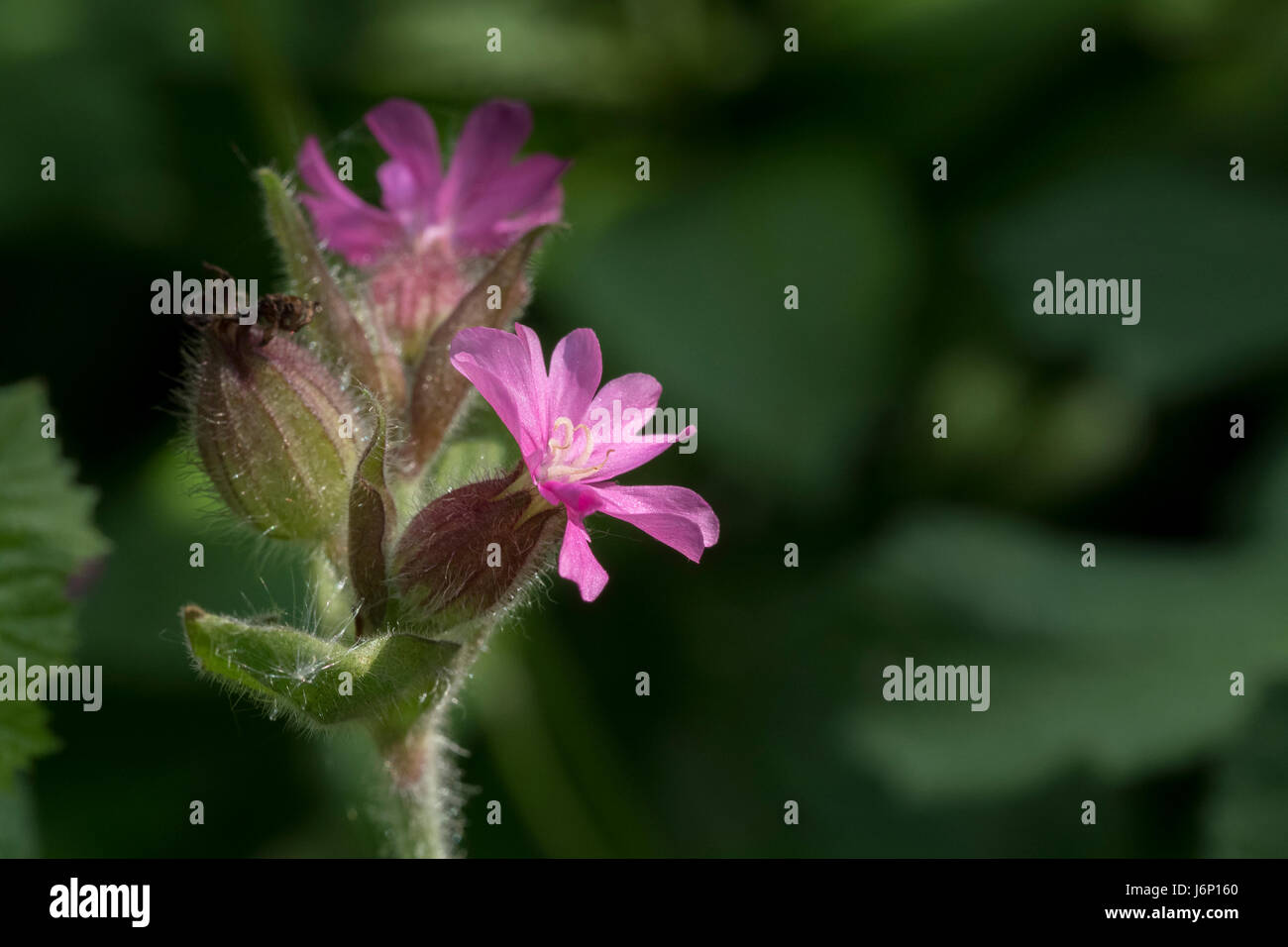 Red Campion, Silene dioica, connu sous le nom red campion et silène rouge Banque D'Images