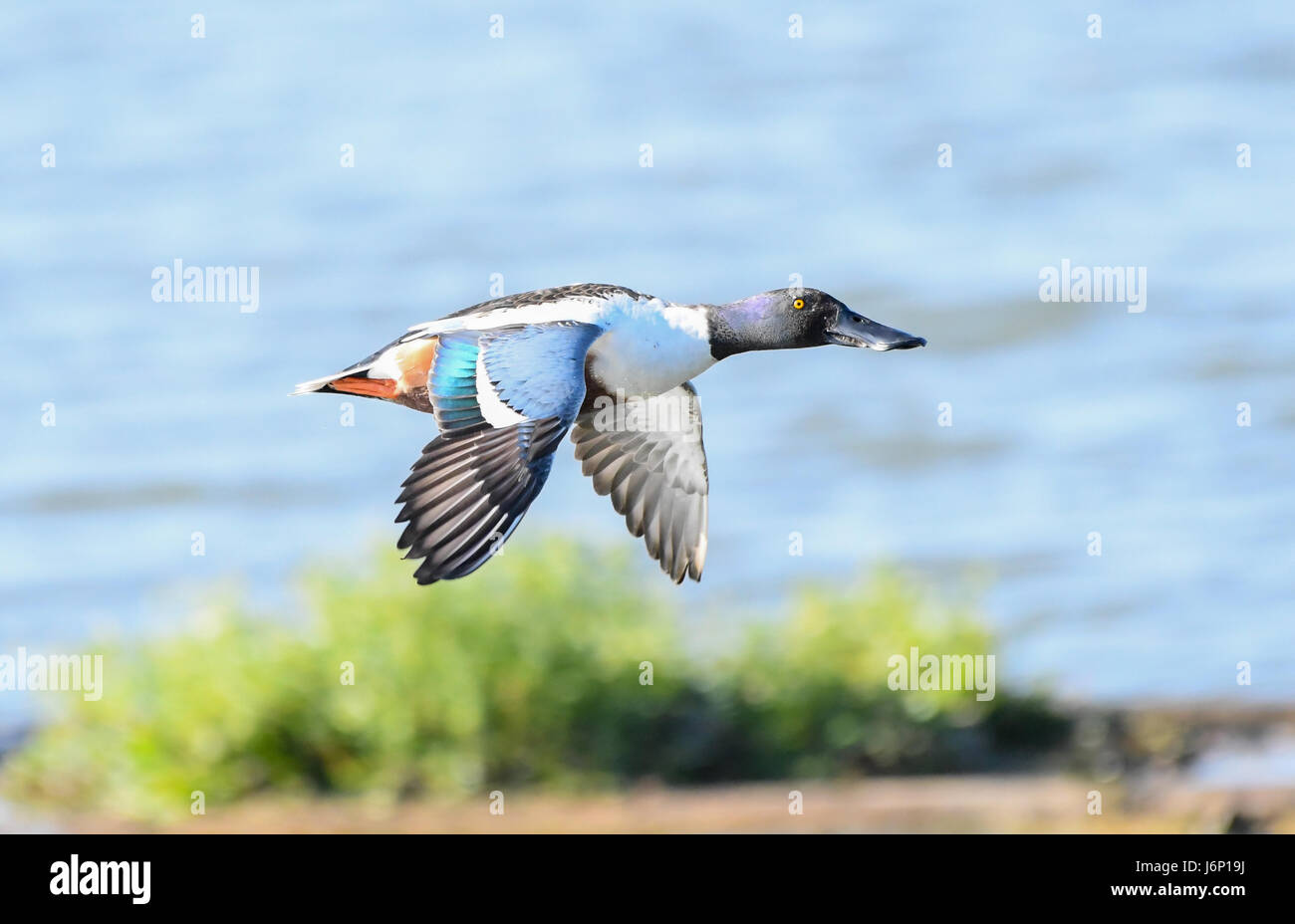 Canard souchet mâle en vol Banque D'Images