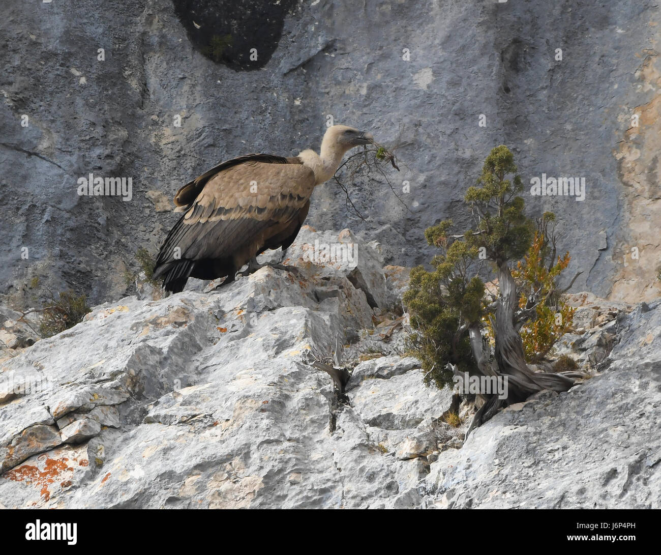 Algunos buitres leonados en el Parque Natural de Valderejo siguen construyendo sus nidos. Los materiales utilizados fils similares a los de la colonia Banque D'Images