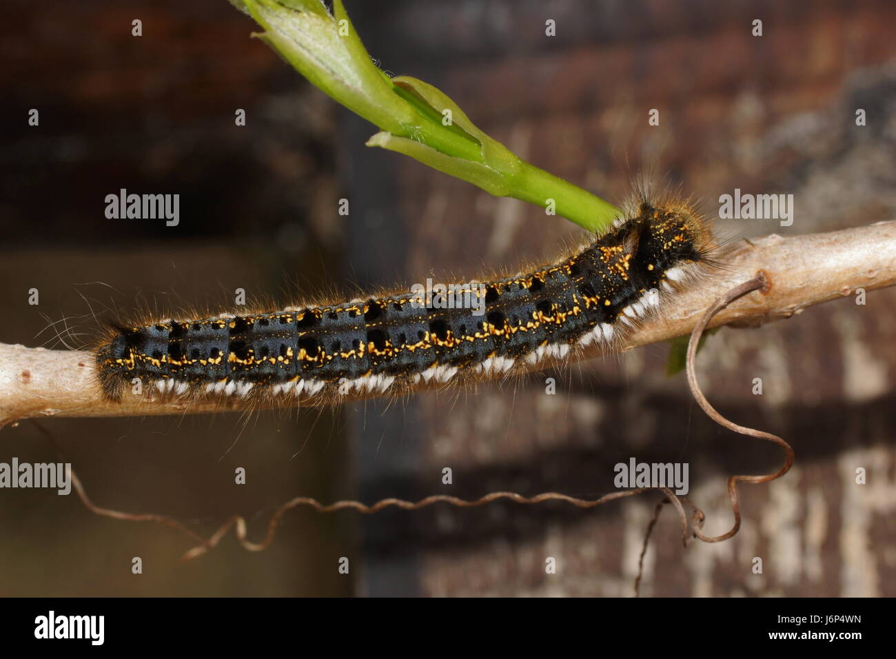 Le Buveur de Caterpillar d'amphibien. Euthrix potatoria, le buveur Banque D'Images