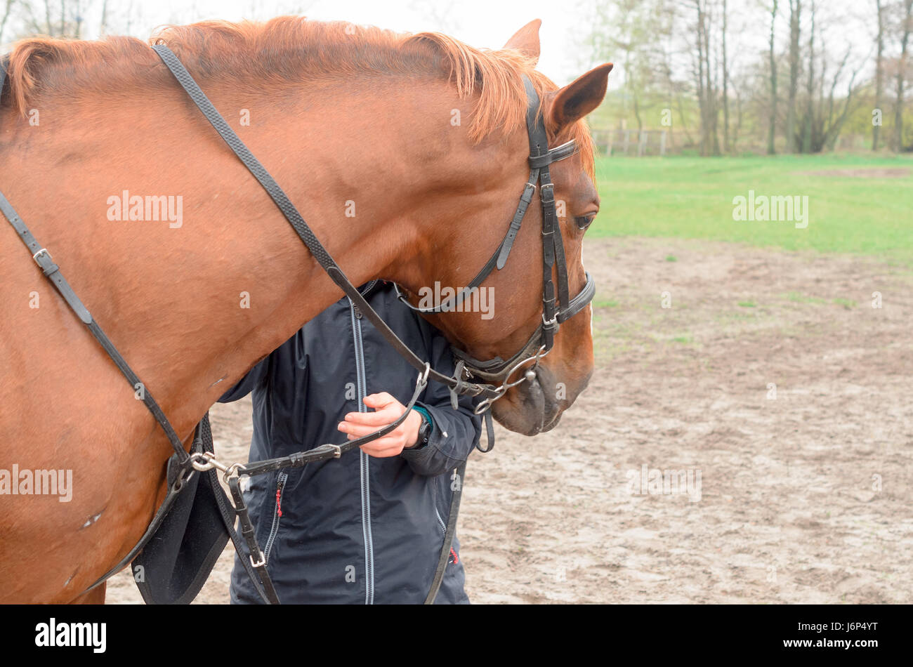 Une fille avec une accolade reste à la tête d'un cheval. Banque D'Images
