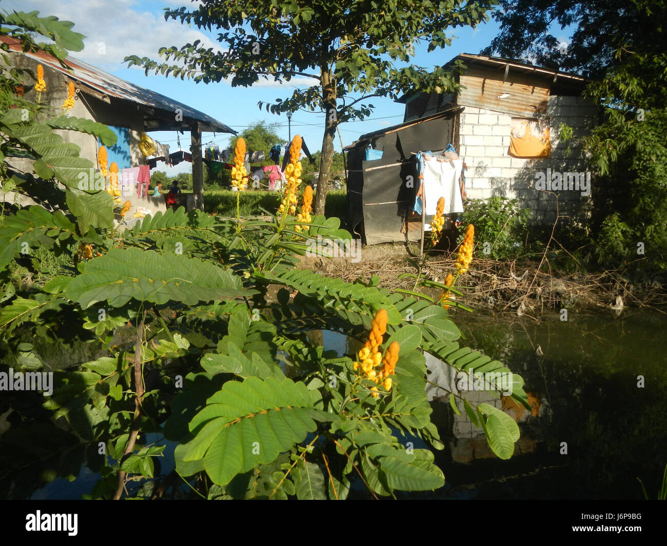 Le Senna alata, communément appelé buisson de teigne, est une plante tropicale originaire des Philippines. Ses fleurs jaunes sont utilisées en médecine traditionnelle pour traiter les infections fongiques et les maladies de la peau. Banque D'Images