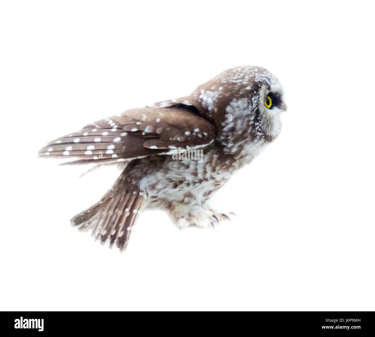 La chouette de Tengmalm (Aegolius funereus) sur fond blanc. Hibou avec gros soft (plumes de vol silencieux). Vue de côté Banque D'Images