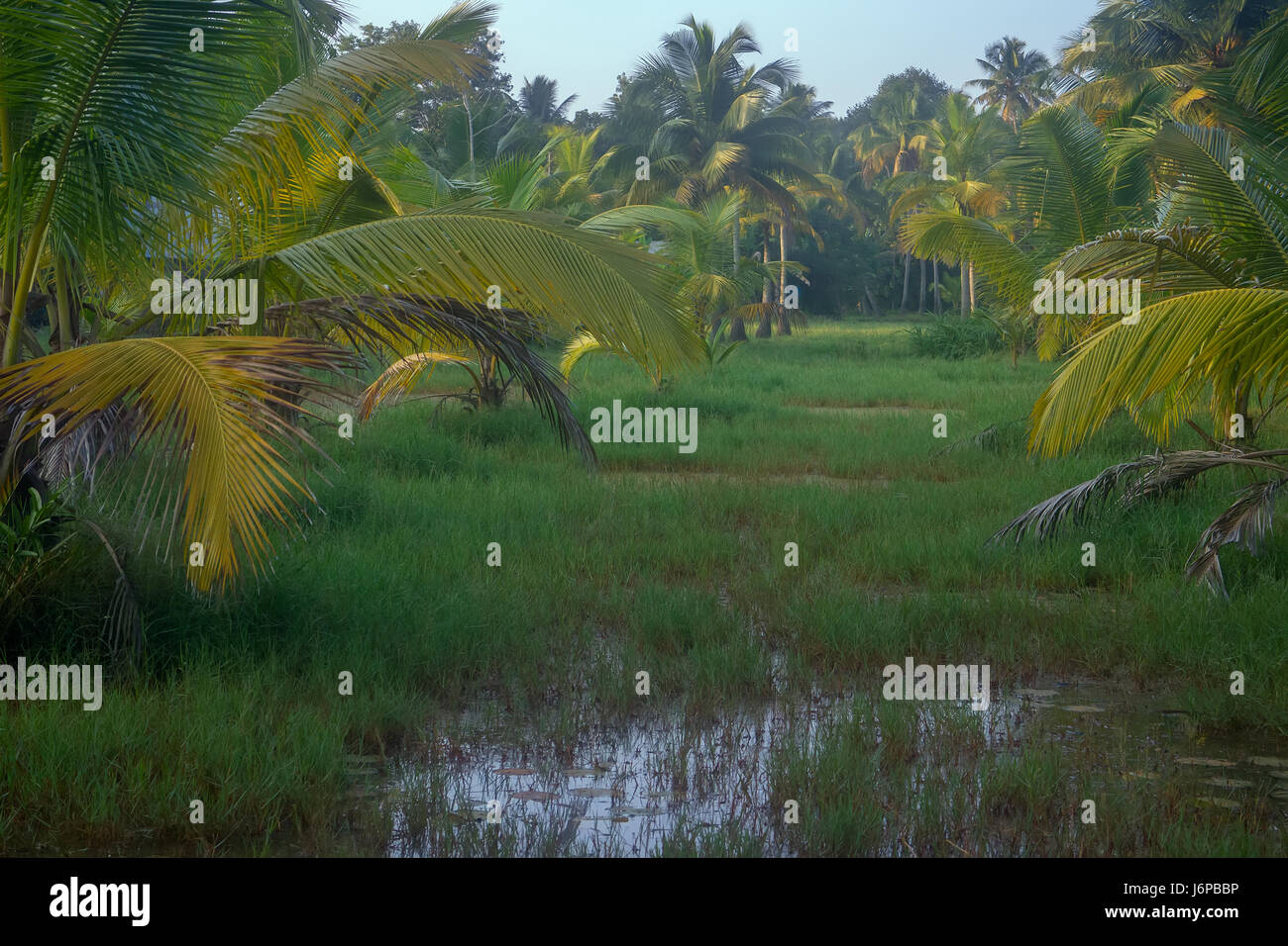 Backwaters du Kerala, en Inde, de marais et de luxuriants palmiers sagou Banque D'Images