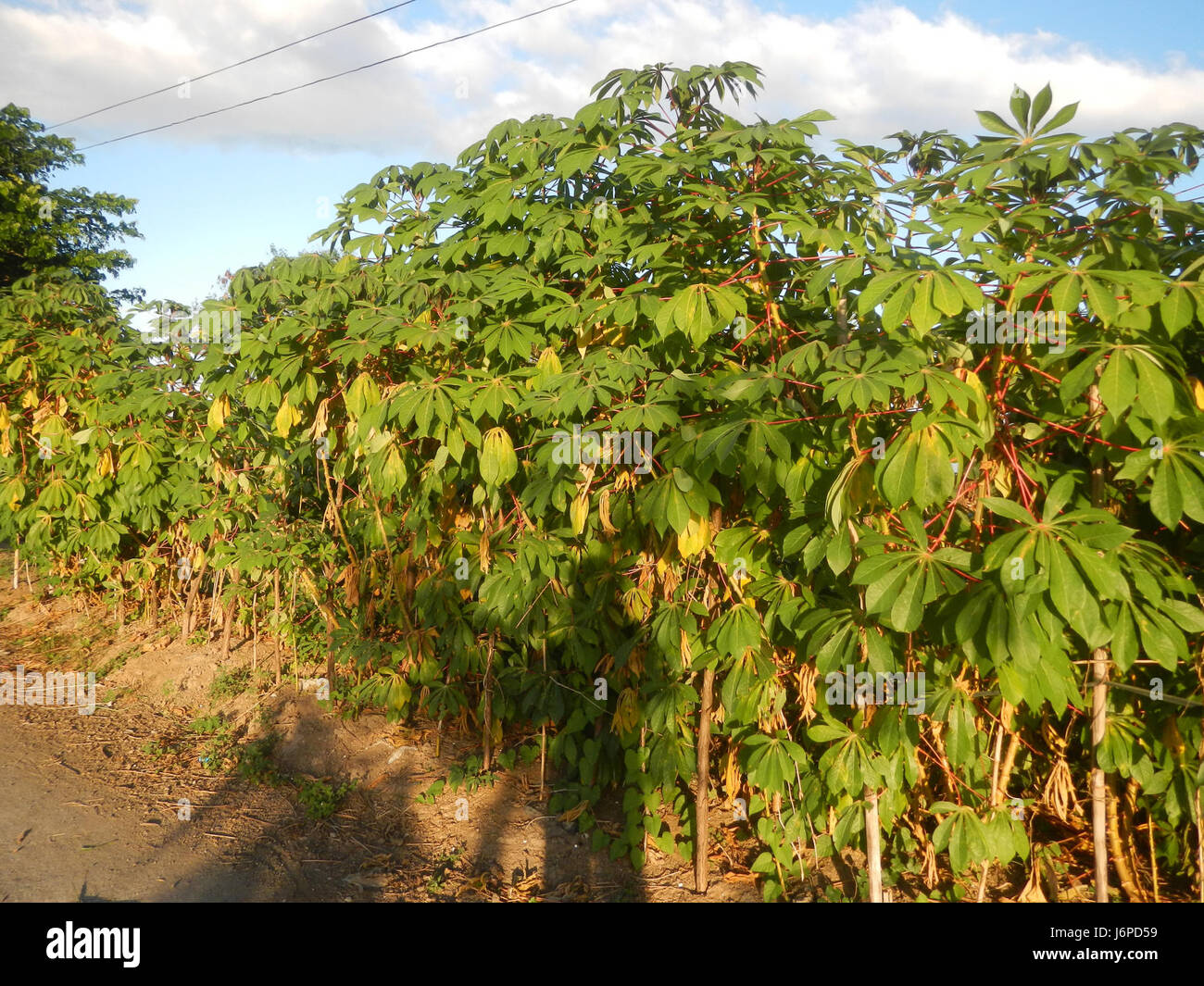08107 Palazan Pulong villages rizières Candaba Pampanga ferme au marché Road 04 Banque D'Images