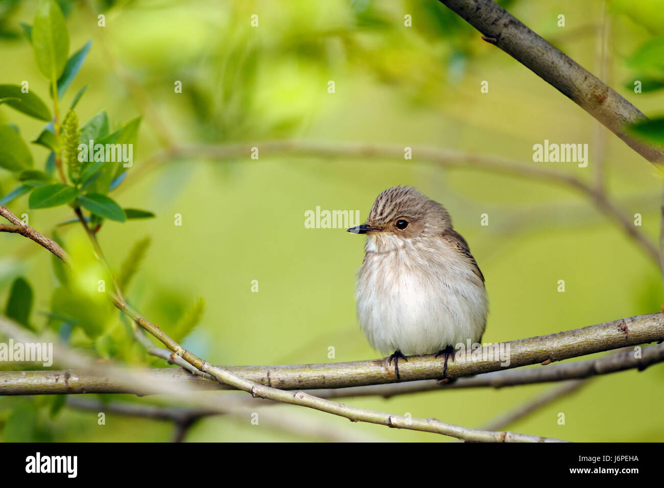 Perching Spotted Flycatcher (Muscicapa striata) au printemps. La région de Moscou, Russie Banque D'Images