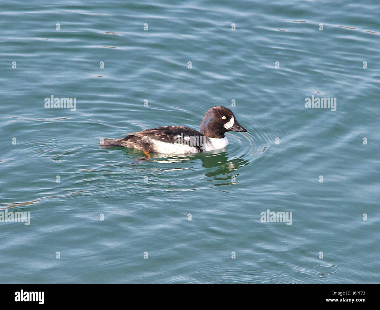 Cette image capture un premier canard Goldeneye masculin d'hiver de Barrowâ€ ™ près du barrage Parker dans le comté de la Paz, Arizona. Barrowâ€™s Goldeneye est une espèce de canard plongeur, connue pour son aspect frappant, y compris un croissant blanc sur la joue. Cet oiseau fait partie de la famille des Anatidae et se trouve couramment dans les lacs et les rivières d'eau douce. La photographie met en valeur les caractéristiques distinctives de l'oiseau dans son habitat naturel. Banque D'Images