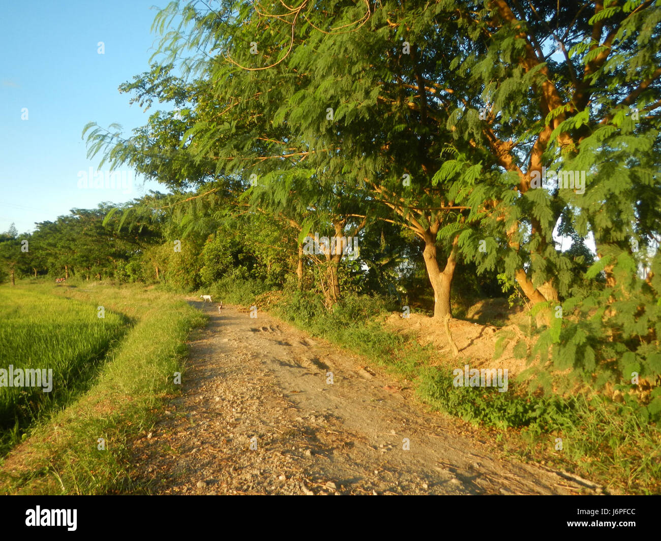 08247 Palazan Candaba Pulong rizières Pampanga ferme au marché Road 05 Banque D'Images