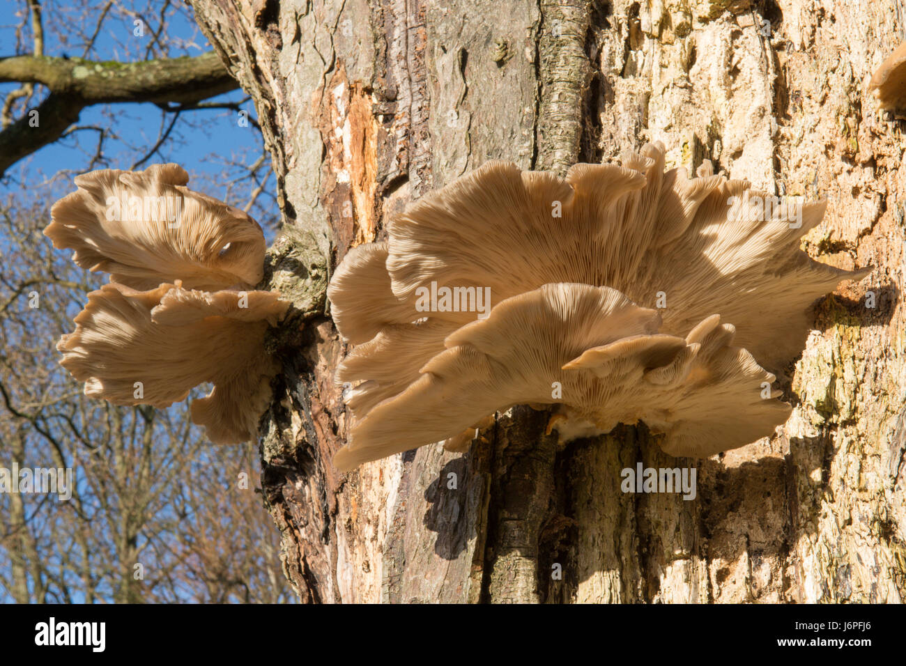 Pleurotes, Pleurotus ostreatus, Sussex, UK. Sur le tronc de l'arbre mort. Décembre. Banque D'Images