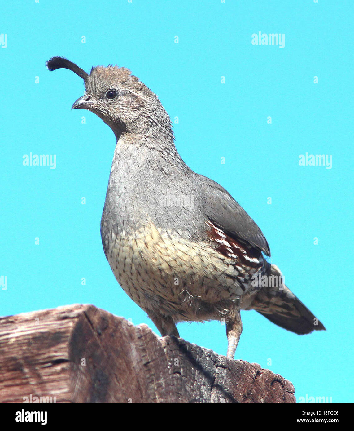 Cette image montre la caille Gambelâ€™s, une espèce originaire du sud-ouest des États-Unis. La photographie a été prise dans la région de Circulo Montana près de Patagonia Lake Ranch Estates en Arizona, capturant l'oiseau dans son habitat naturel. Banque D'Images