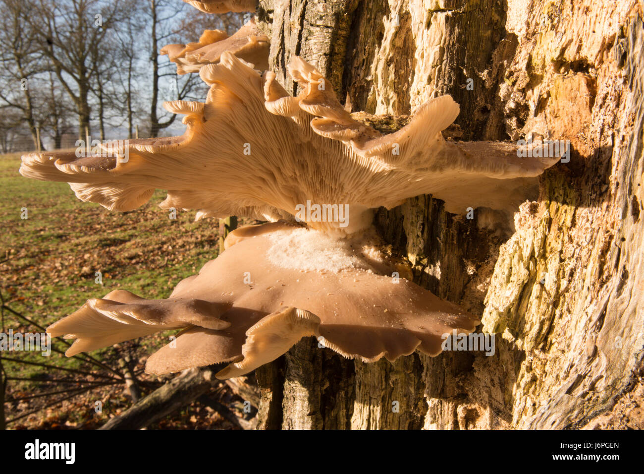 Pleurotes, Pleurotus ostreatus, Sussex, UK. Sur le tronc de l'arbre mort. Décembre. Banque D'Images