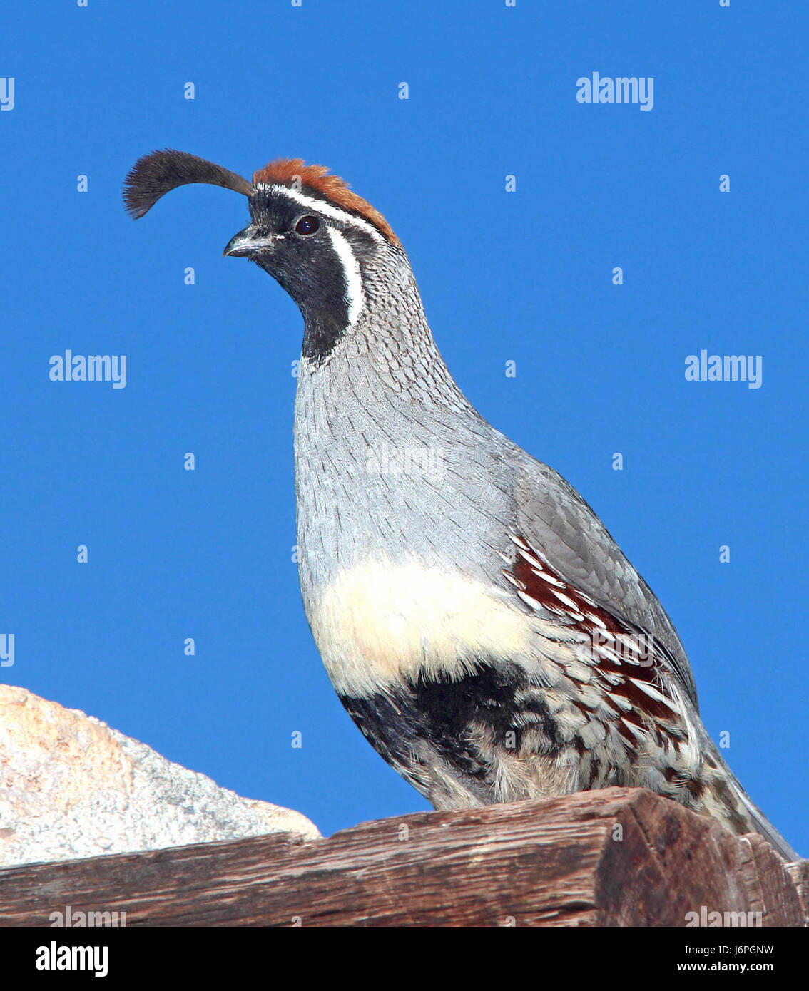 070 - CAILLE DE GAMBEL (4-9-14) 78 circulo montana, patagonia lake ranch estates, SCC, az -03 (13768172534) Banque D'Images