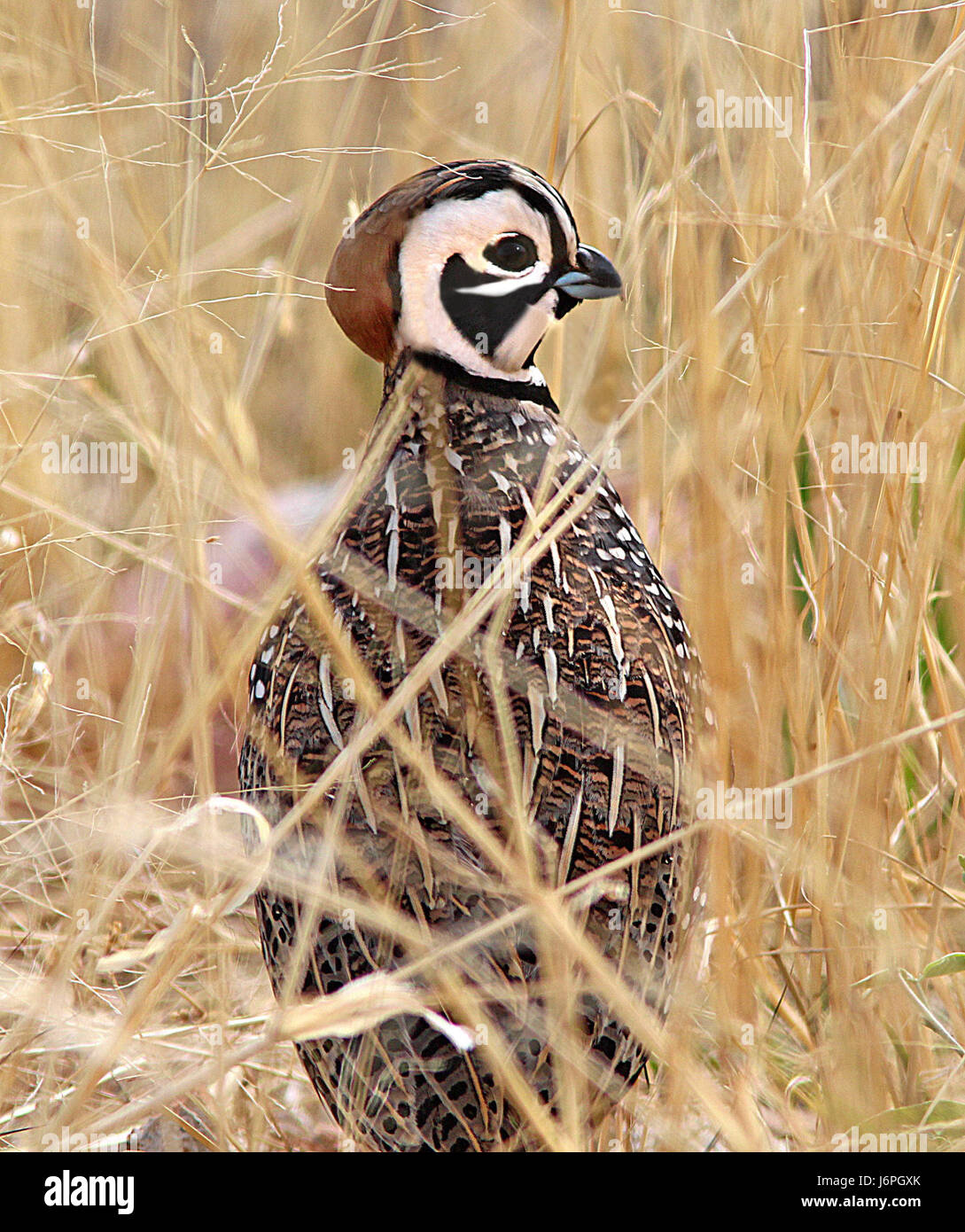 072 - MONTEZUMA QUAIL (4-12-14) flux cyn, Patagonie mts, SCC, az -02 (13806908254) Banque D'Images