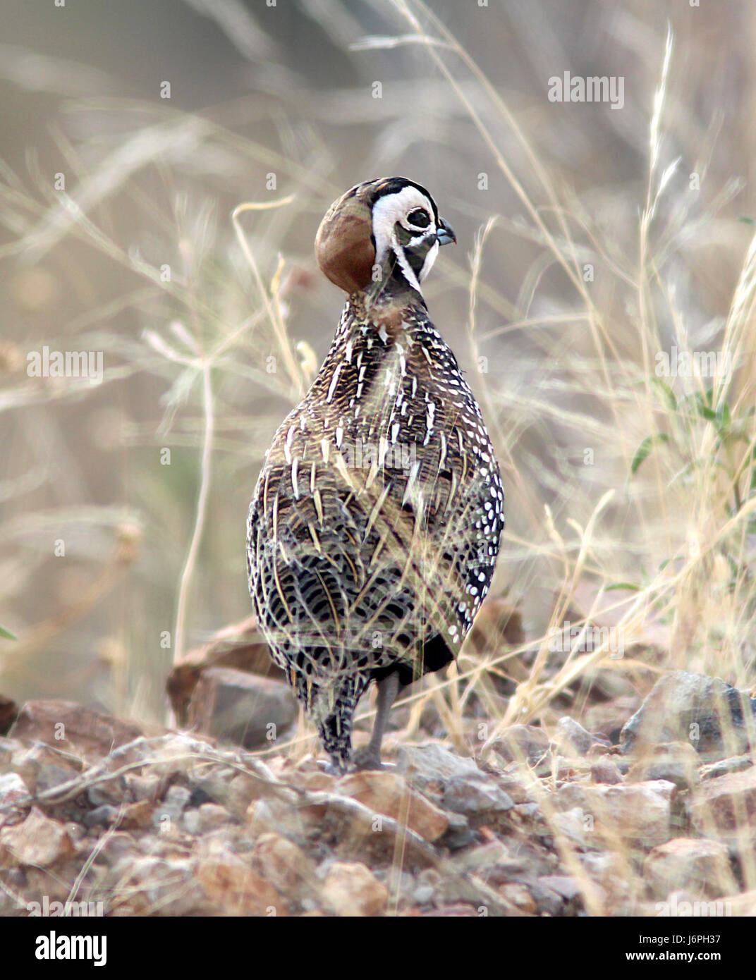 Cette entrée fait probablement référence à une image ou observation d'une caille Montezuma dans les montagnes de Patagonie en Arizona, spécifiquement prise le 4 décembre 2014. La caille Montezuma est un oiseau originaire de la région. Banque D'Images