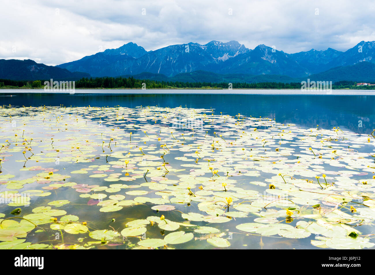 Fleurs de Lys d'eau dans un lac de montagne Banque D'Images