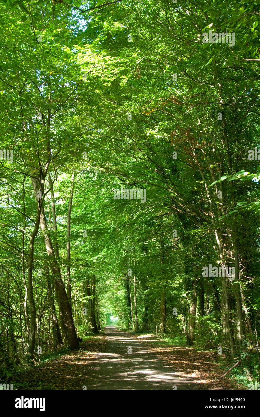 Arbre à feuilles caduques arbre idylle rayons de façon chemin forest shine brille lucent Banque D'Images