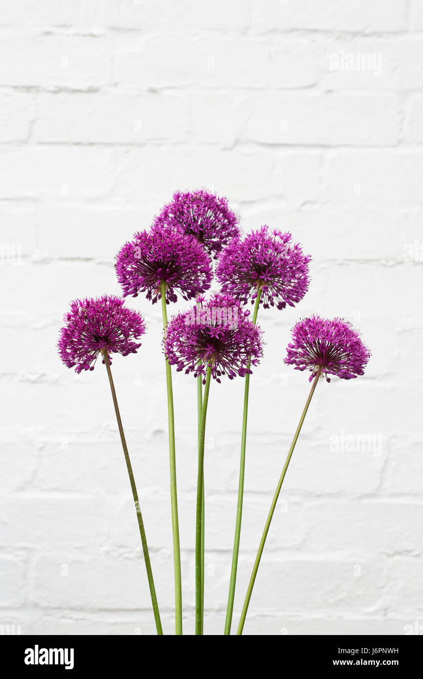 Allium hollandicum 'Purple Sensation' contre un mur blanc. Banque D'Images