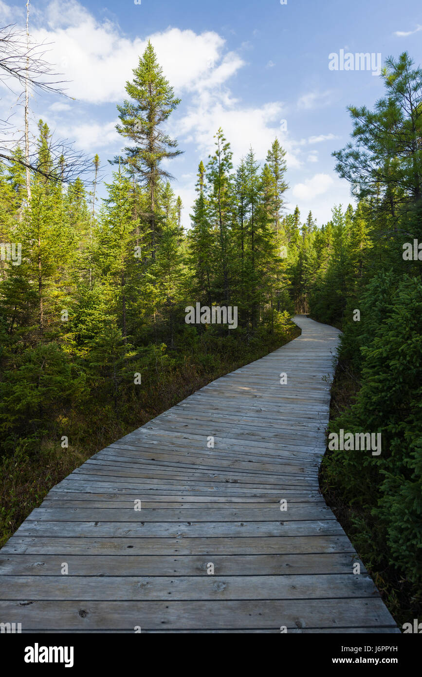 Promenade Spruce Bog sur une journée de printemps ensoleillée, Algonquin Provincial Park, Ontario, Canada Banque D'Images