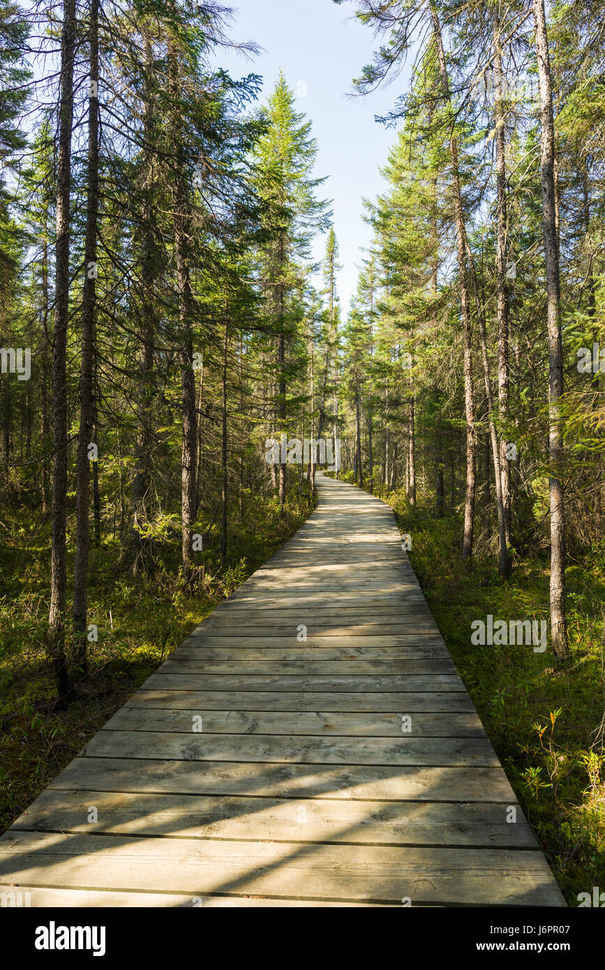 Promenade Spruce Bog sur une journée de printemps ensoleillée, Algonquin Provincial Park, Ontario, Canada Banque D'Images