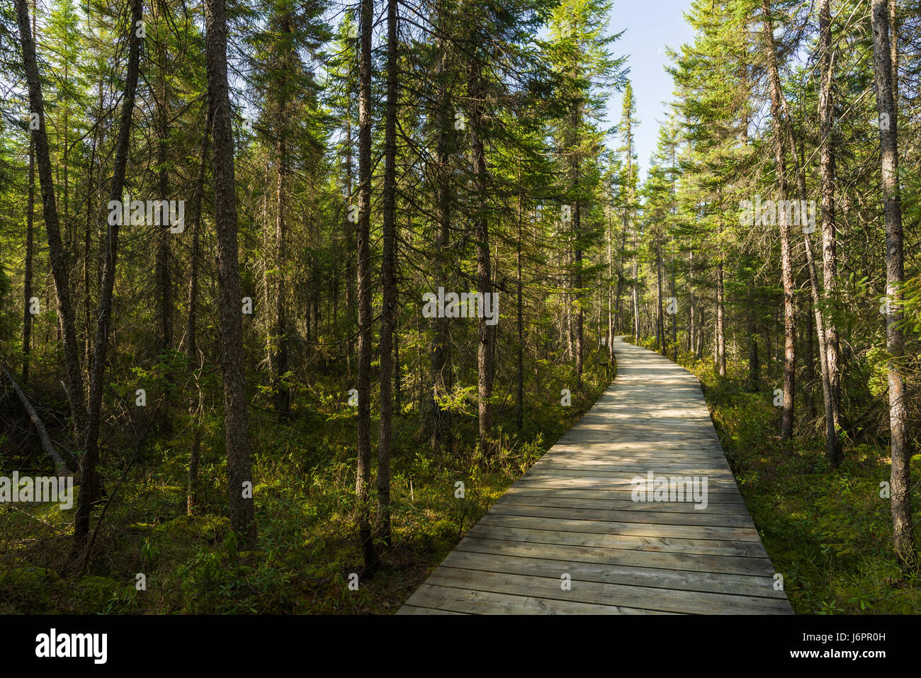 Promenade Spruce Bog sur une journée de printemps ensoleillée, Algonquin Provincial Park, Ontario, Canada Banque D'Images