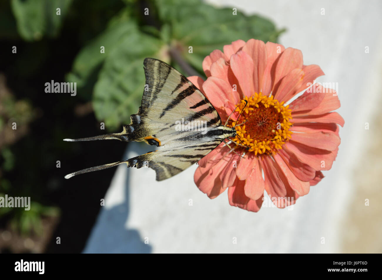 Un gros plan détail macro noir et blanc swallowtail butterfly pattern la collecte de pollen à partir de l'alimentation manger couleur couleur peach Daisy Gerbera, Grèce Banque D'Images