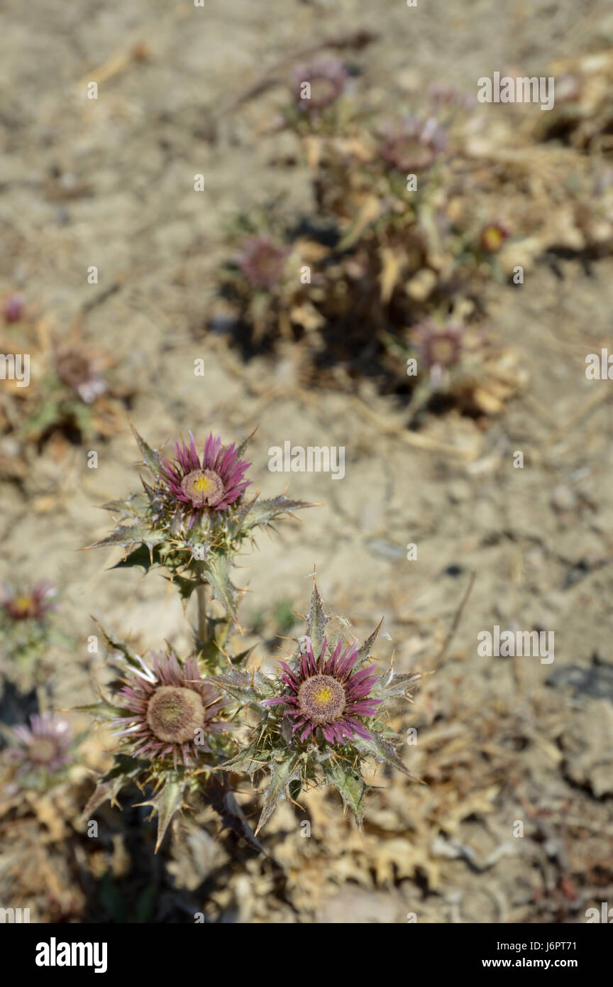 Vue de la mauve sauvage mauve pricky Carlina lanata Carline chardon sec fleurs feuilles argentées et désert aride sol plante Banque D'Images