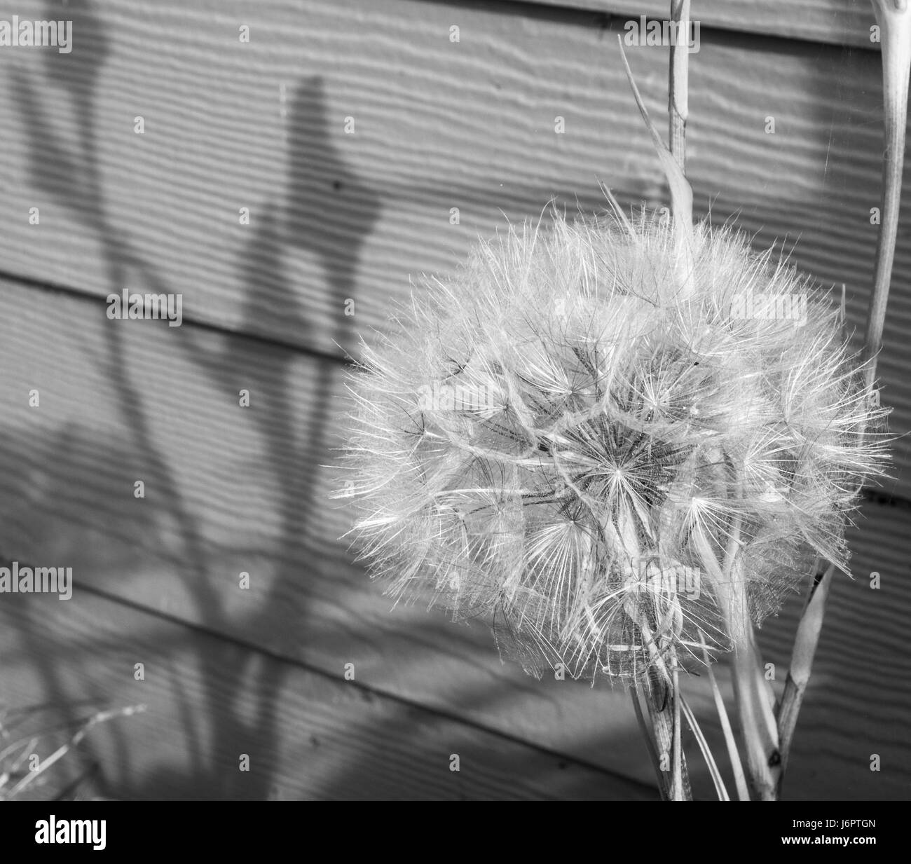 Un noir et avec close up detail d'une usine de salsifis avec une unique 1 graines de semences de fleurs et d'ombre de la tête de bourgeons bourgeons contre bord bardage Banque D'Images