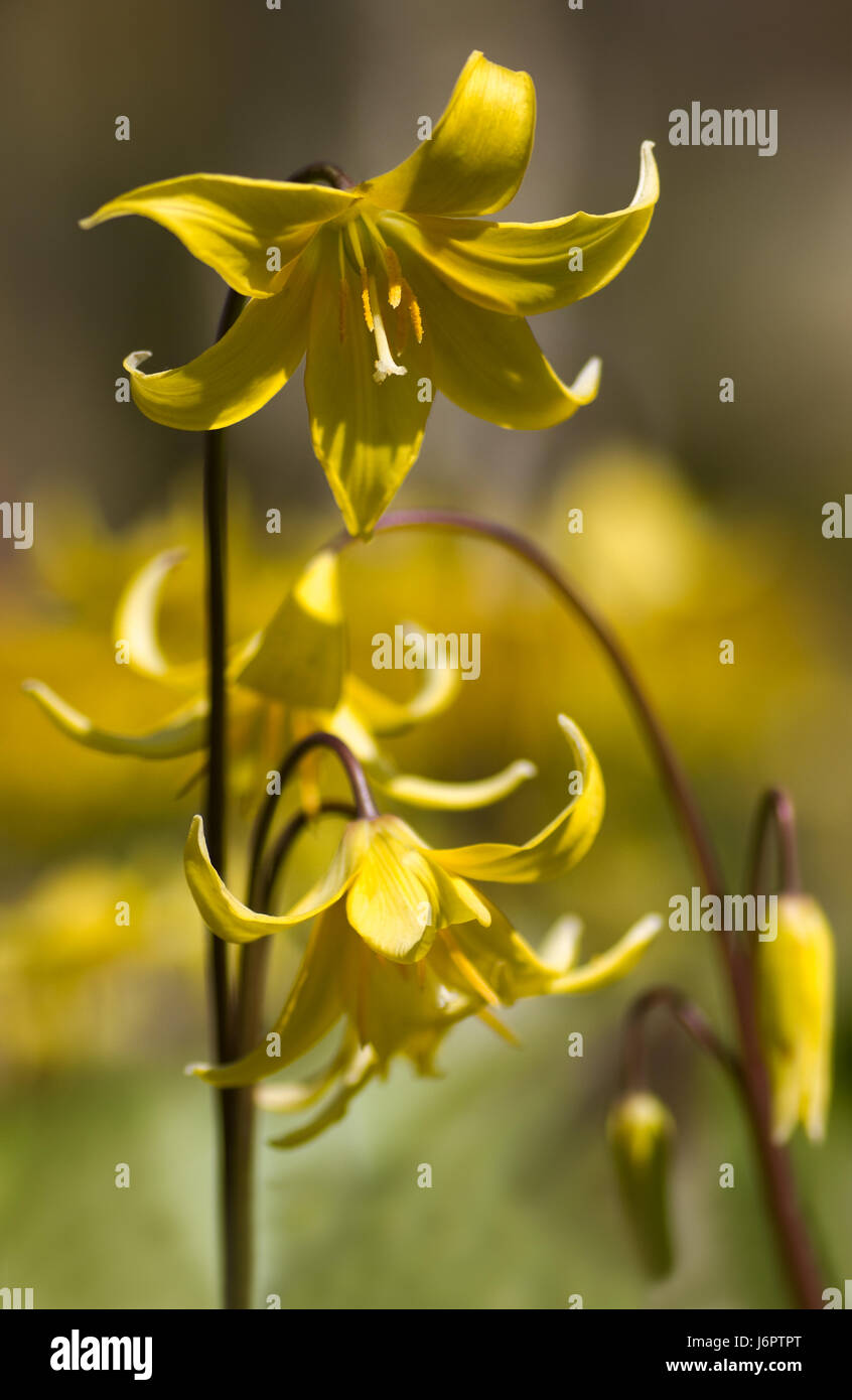 Plante fleur fleurs printemps jaune fleur plante fleurs printemps lampe pagode Banque D'Images