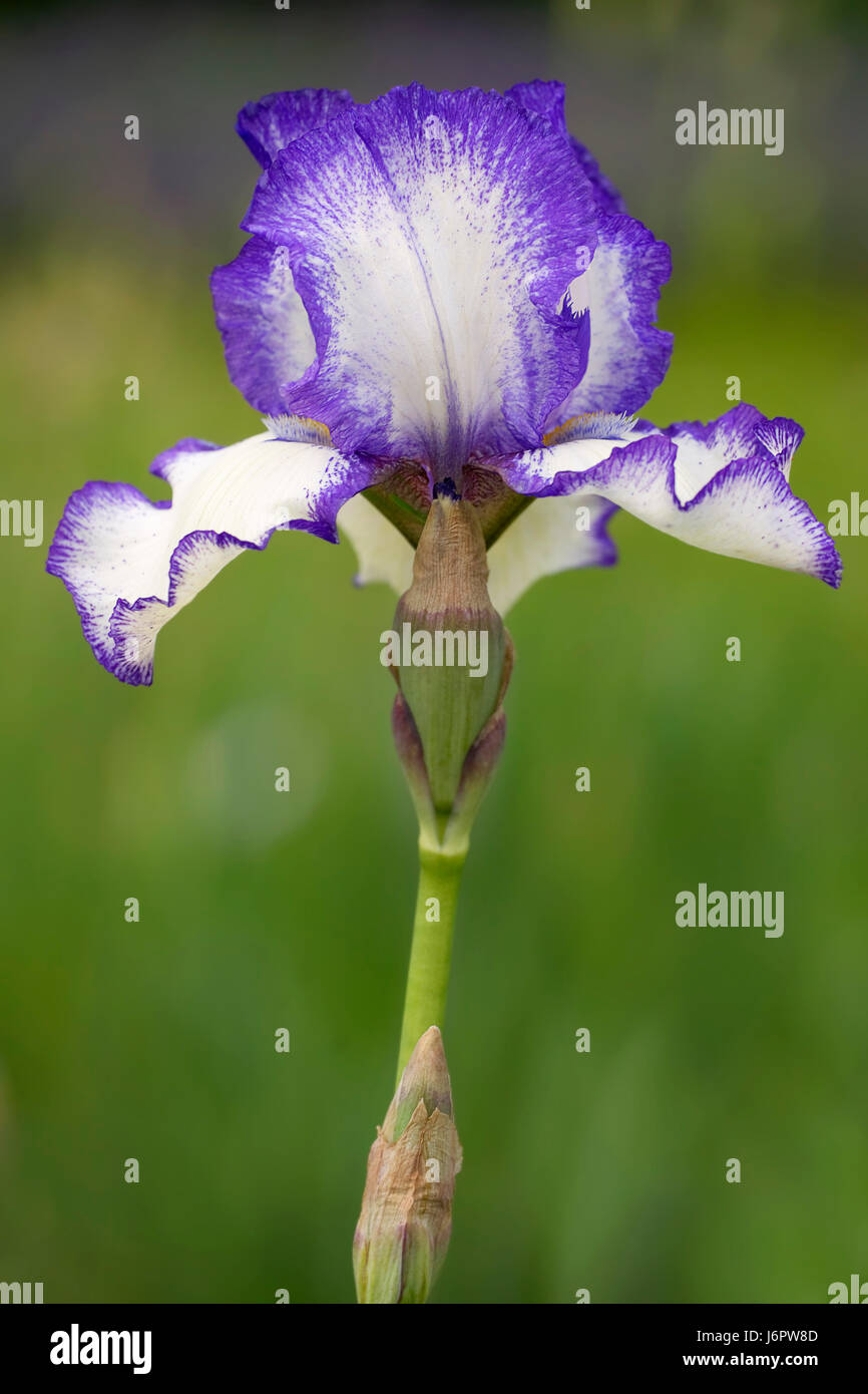 Le menuet Banque de photographies et d’images à haute résolution - Alamy