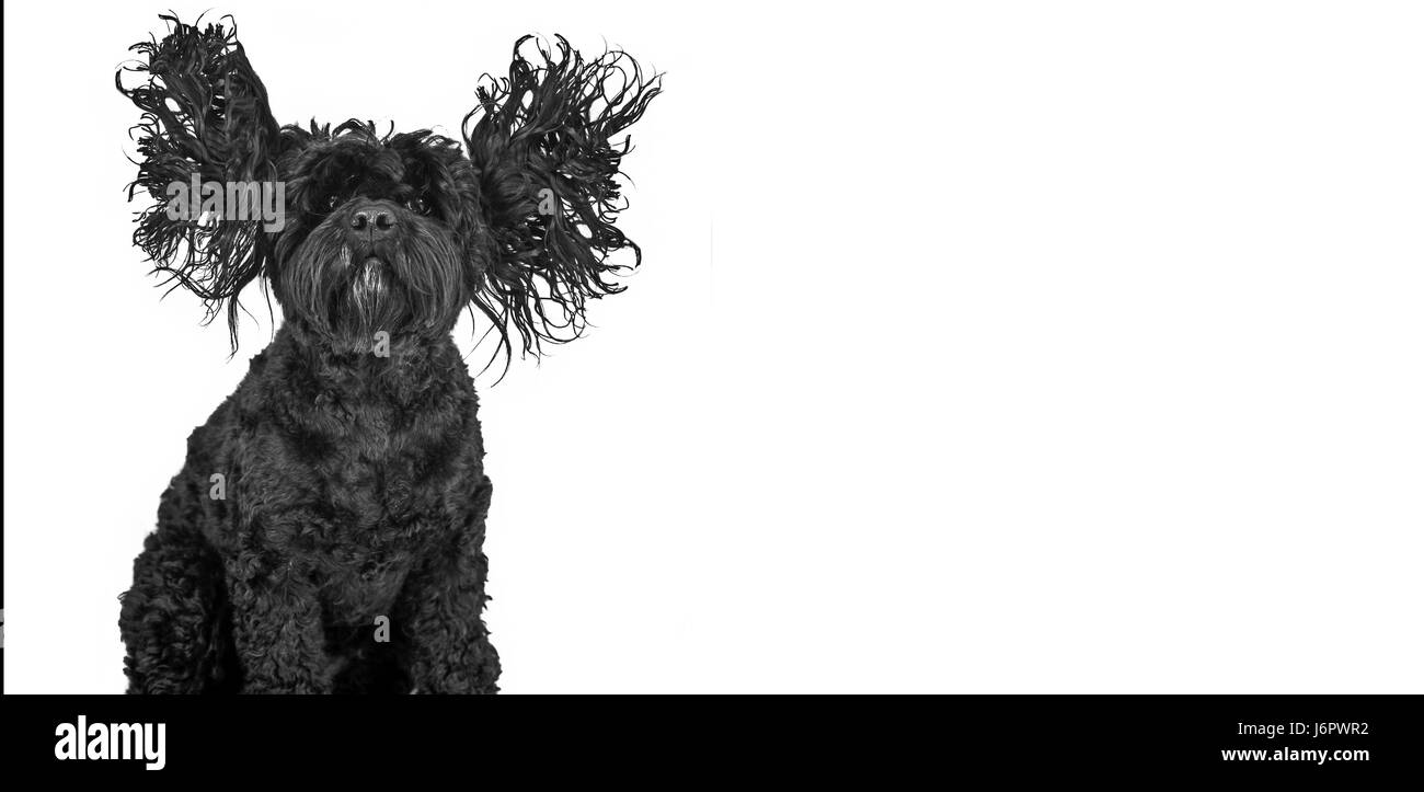 Un chien avec les oreilles jusqu'à l'airlong Banque D'Images