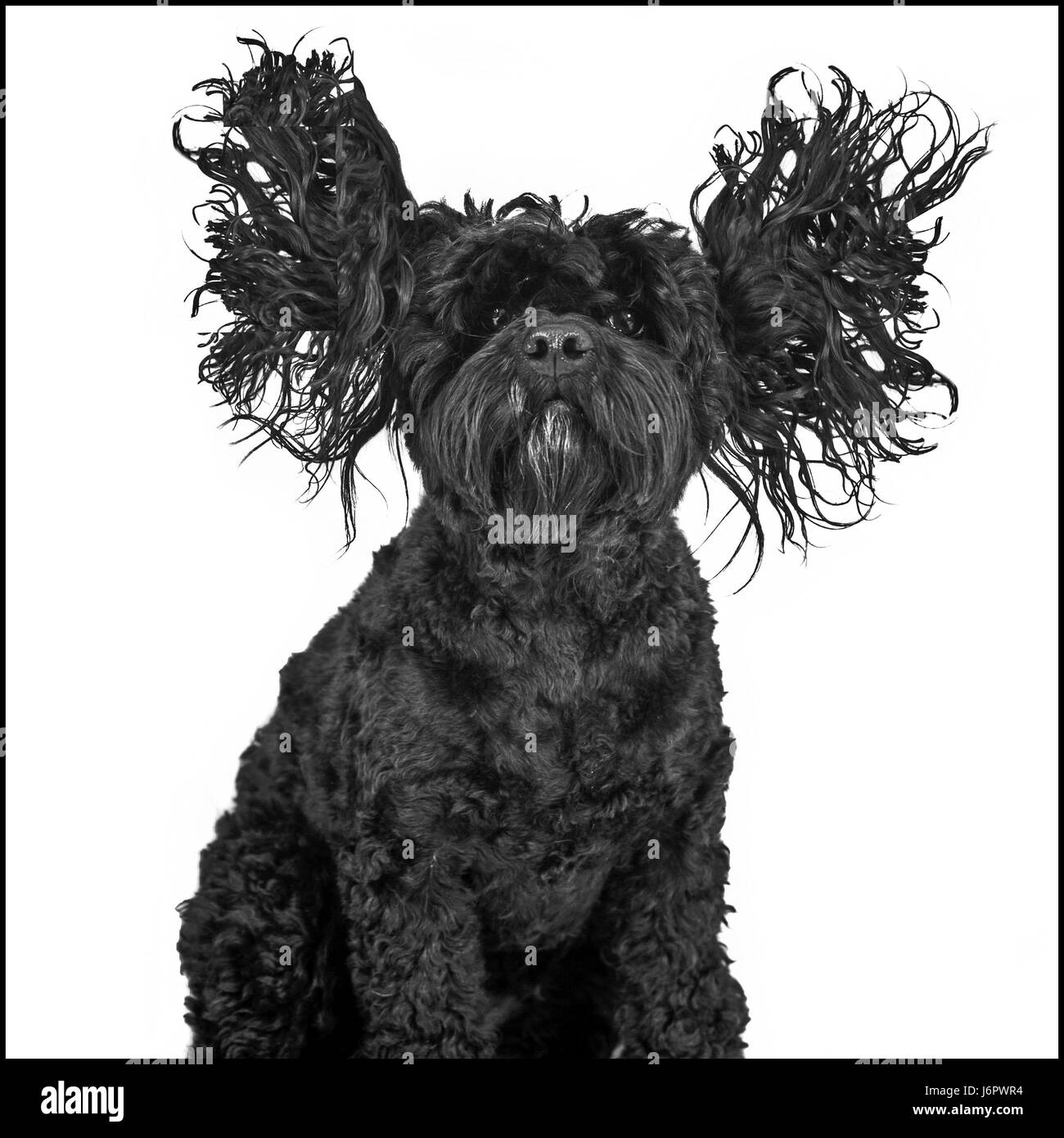 Un chien avec les oreilles jusqu'à l'airlong Banque D'Images