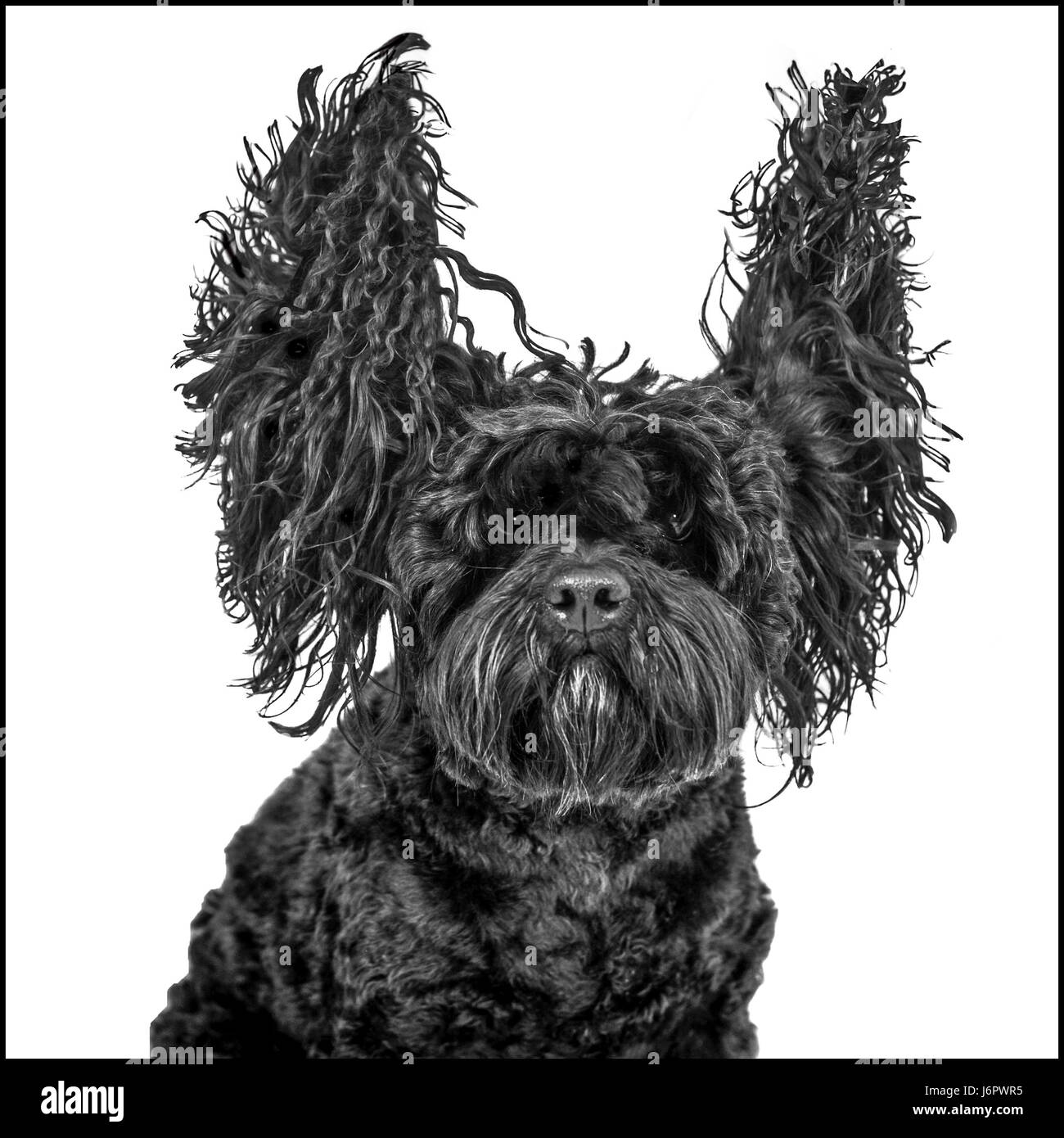 Un chien avec les oreilles jusqu'à l'airlong Banque D'Images