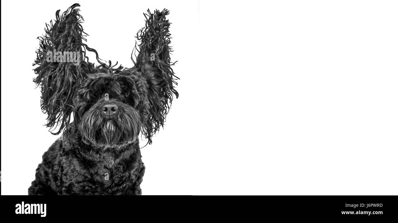 Un chien avec les oreilles jusqu'à l'airlong Banque D'Images