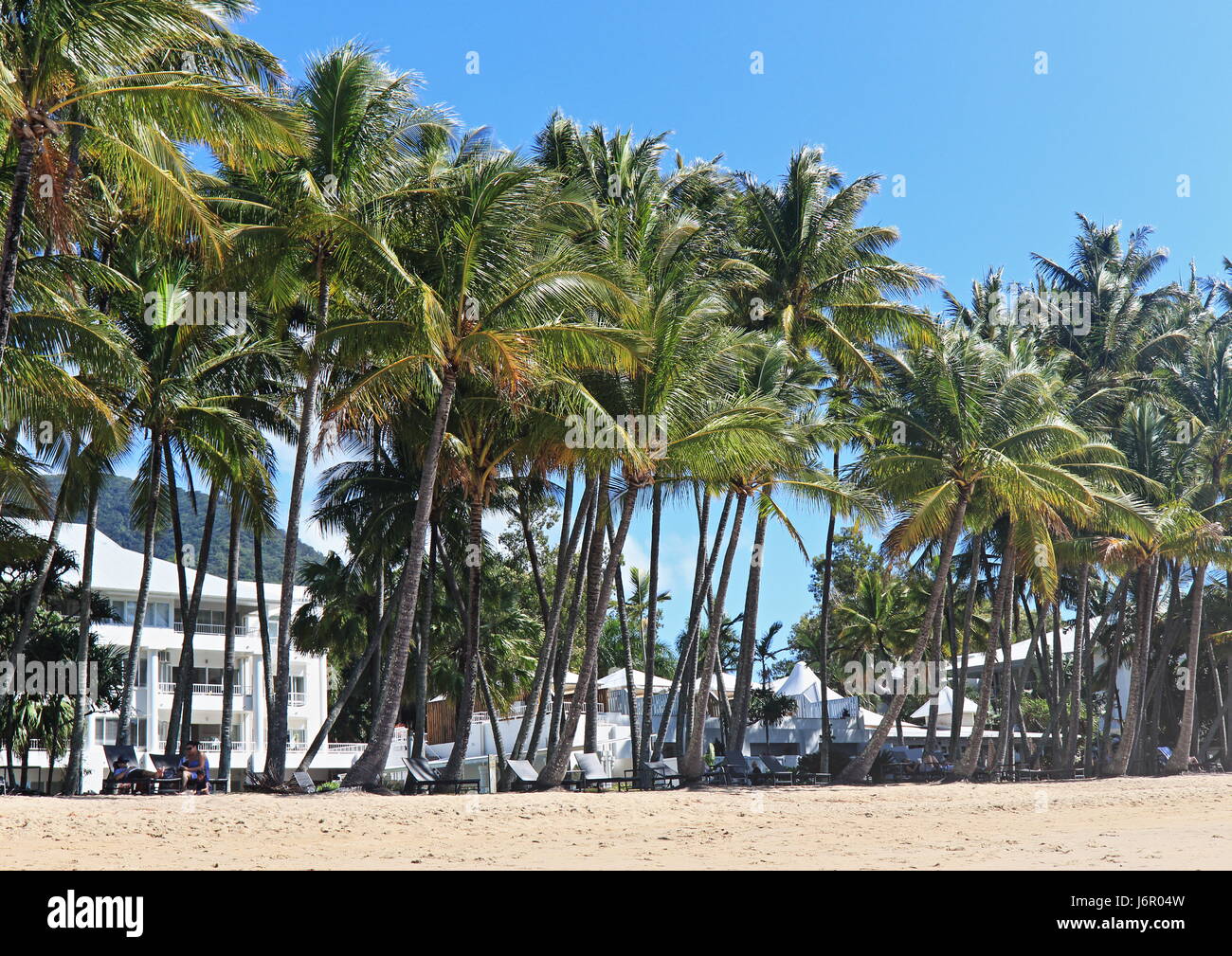 Palm Cove beach et ces beaux, grands palmiers en face de l'Alamanda sur un autre stimulant et belle journée au paradis Banque D'Images