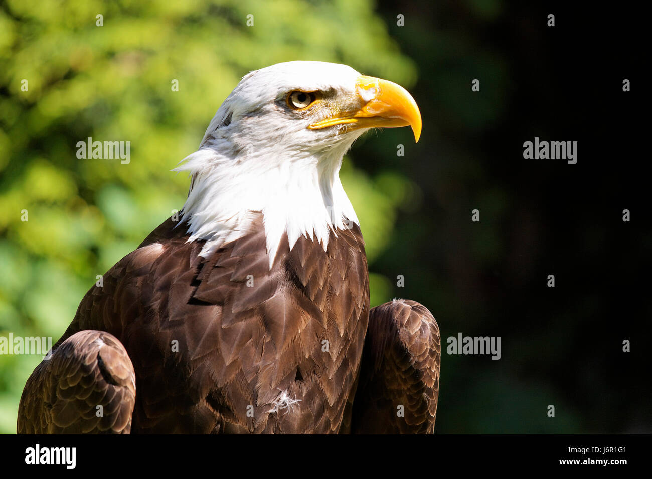 Animaux oiseaux rapaces oiseaux plumes d'oiseaux de proie oiseaux animal eagle eye portrait Banque D'Images