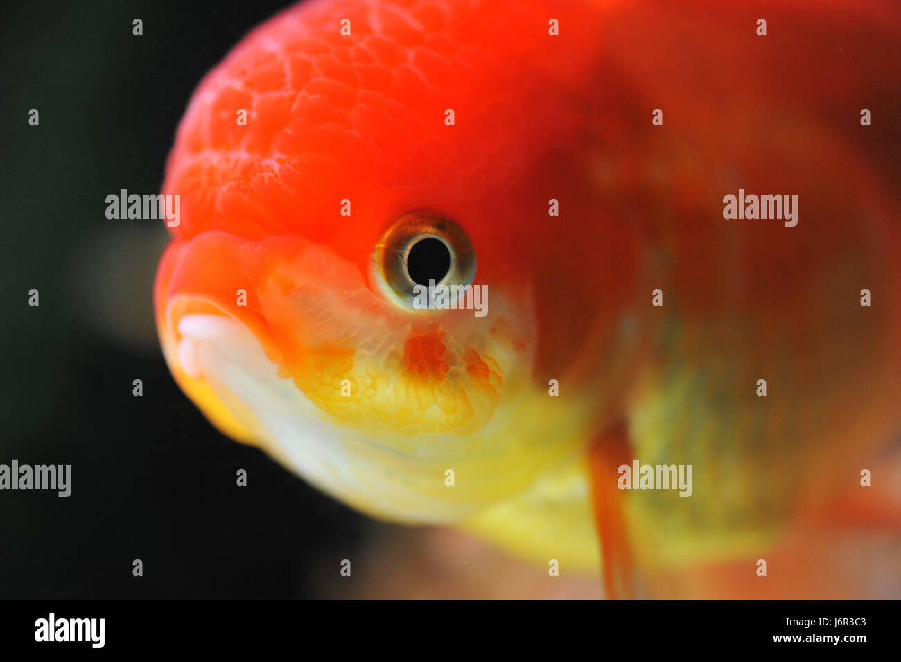 Poisson rouge d'aquarium de poissons macro macro close-up vue rapprochée d'admission lion animal animaux Banque D'Images